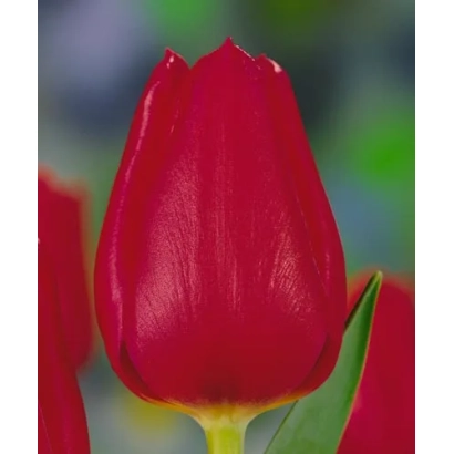 Красный тюльпан сорта Мэтэор