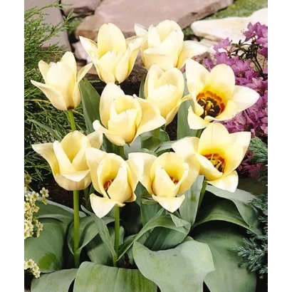 Желтые тюльпаны на фоне зелени и камней - Миэкэ Тэлкамп