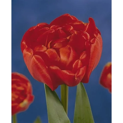Красный тюльпан Миранда на синем фоне