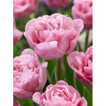 Розовые тюльпаны сорта Мираж на фоне зелени