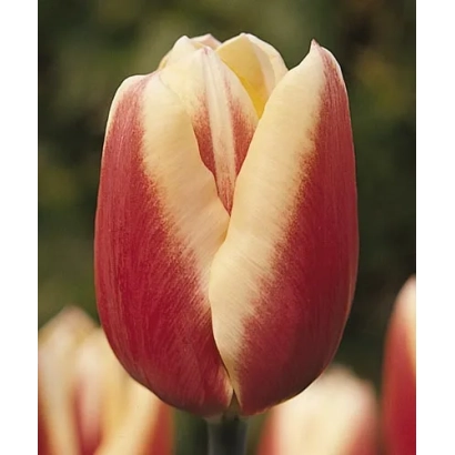 Тюльпан сорта Мирёран на фоне зелени