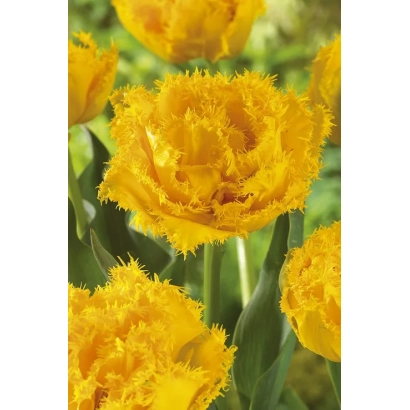 Желтые тюльпаны Мон Амоур на фоне зелени