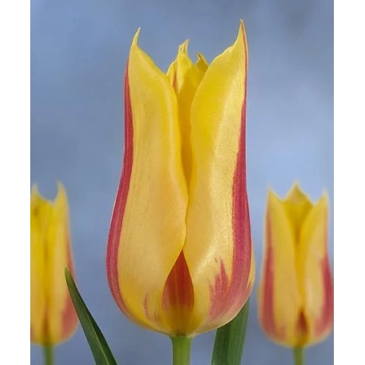 Желто-красный тюльпан Мона Лиса на фоне голубого неба