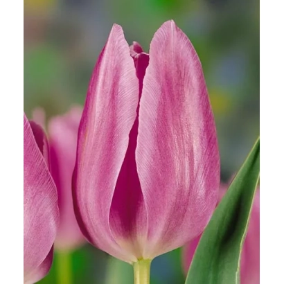 Розовый тюльпан на фоне зелени - Монацо