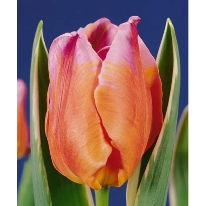 Тюльпан сорта Монарх Б'юті на синем фоне - Монарч Бэауть