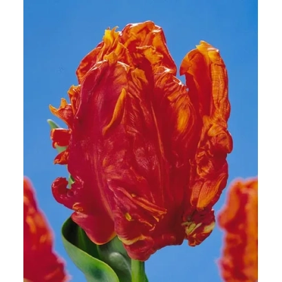 Крупный план красного тюльпана на синем фоне - Монарч Паррот