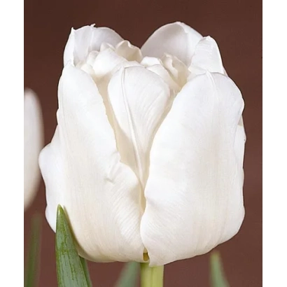 Белый тюльпан на коричневом фоне - Мондиал