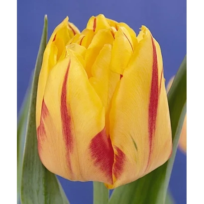 Желтый тюльпан с красными полосами на синем фоне - Монсэлла