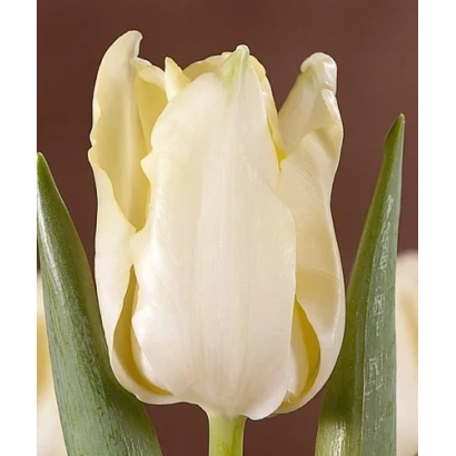 Белый тюльпан Mont Ventoux на фоне - Монт Вэнтоуx