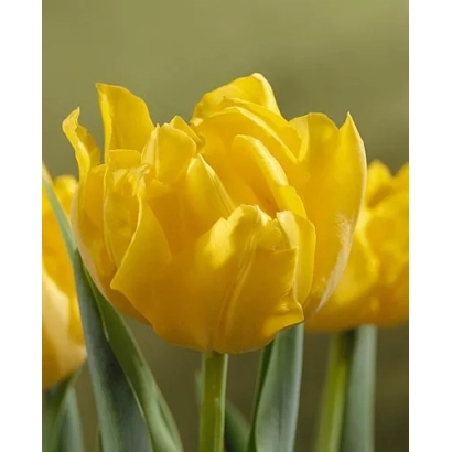 Желтые тюльпаны сорта Монте Карло на фоне размытого зеленого поля - Монтэ Царло