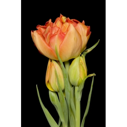 Тюльпаны сорта Монте Оранге на черном фоне - Монтэ Орангэ
