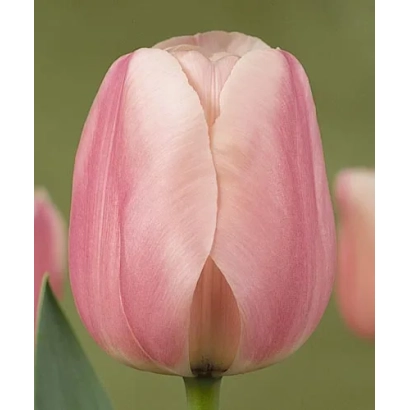 Тюльпан сорта Монте Роса на зелёном фоне - Монтэ Роса