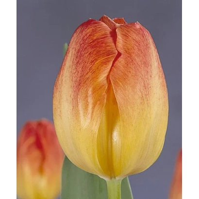 Тюльпан сорта Монтэвидео на фоне - Монтэвидэо