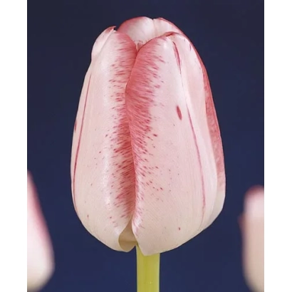 Тюльпан сорта Монтгомэрь на темном фоне