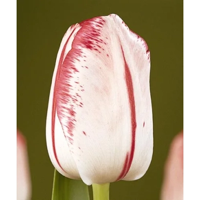 Белый тюльпан с красными полосами и пятнами - Монтгомэрь Элитэ