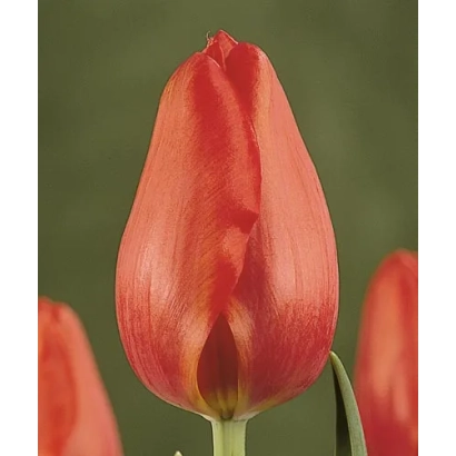 Красный тюльпан сорта Монтпэллиэр на зелёном фоне