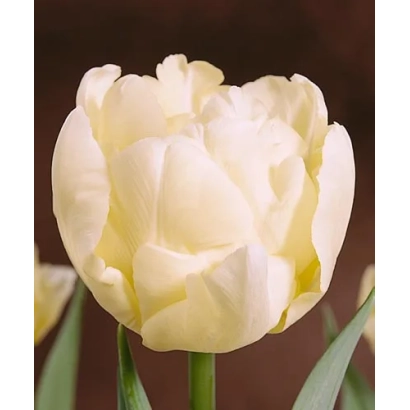 Белый тюльпан Montreux на темном фоне - Монтрэуx