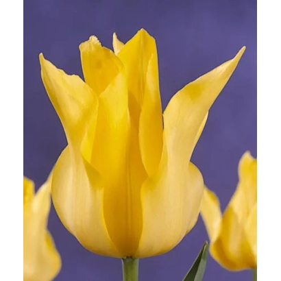 Желтый тюльпан на фиолетовом фоне - Мооншинэ