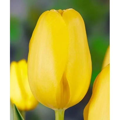 Желтый тюльпан Moonwalker на фоне зелени - Моонwалкэр