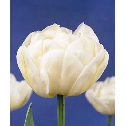 Белые тюльпаны на синем фоне - Моунт Тацома