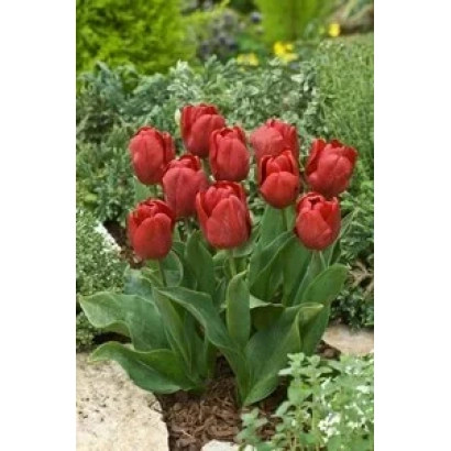Красные тюльпаны в цветнике - Моунтаин Hигh