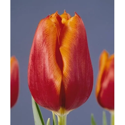 Крупний план червоної тюльпани на фоні інших квітів - Мр. Н.Й. Буур