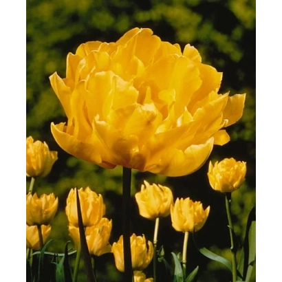 Жовті тюльпани на фоні зелені - Мр. Ван дер Hоеф