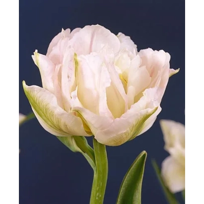 Белый тюльпан на темном фоне - Мурилло