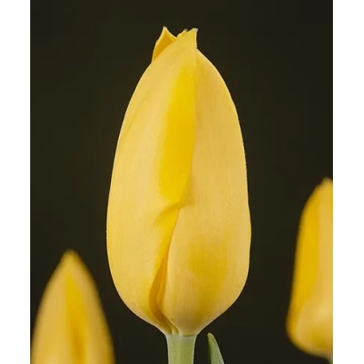 Жовтий тюльпан на темному фоні - Мускаде