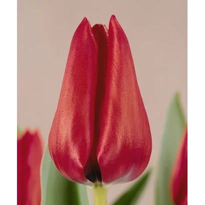 Красный тюльпан на фоне - Мусицал