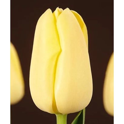 Желтый тюльпан на темном фоне - Нагано