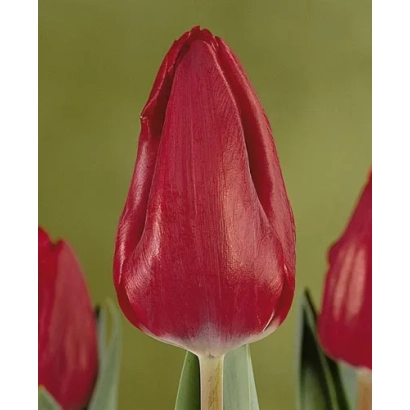 Красный тюльпан на зелёном фоне - Наироби