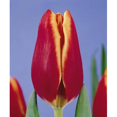 Close-up of a red tulip against a blue sky - Nashville
