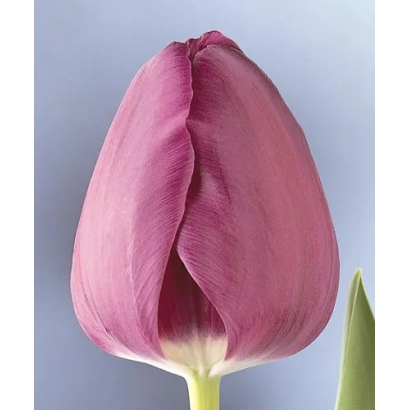 Тюльпан сорта Негрита - Нэгрита