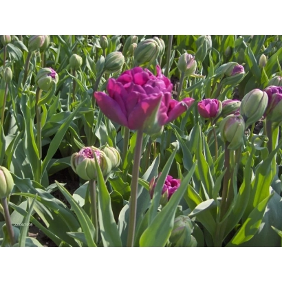 Поле тюльпанов с яркими розовыми цветами на фоне зелёных листьев - Нэгрита Доублэ