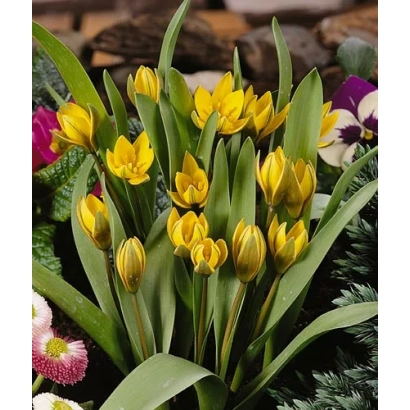 Желтые тюльпаны на фоне других цветов - Нэуструэваэ