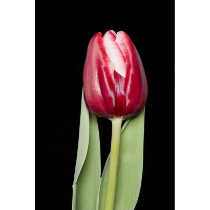 Красный тюльпан на черном фоне - НХД