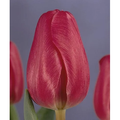 Красный тюльпан сорта Ницо Вос