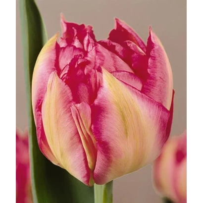 Тюльпан Ниэлс Финсэн