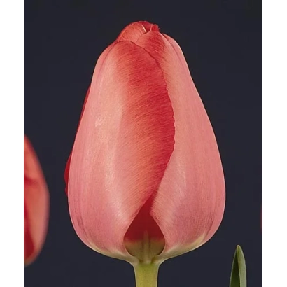 Тюльпан розового цвета на темном фоне - Ниигата
