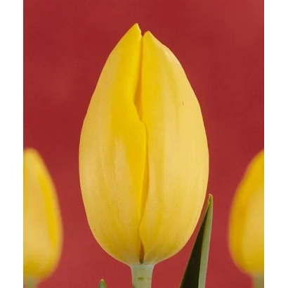 Желтый тюльпан на красном фоне - Никос