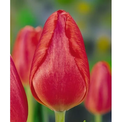 Красный тюльпан на фоне других цветов - Ниня