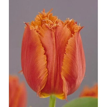 Тюльпан сорта Норанда на сером фоне