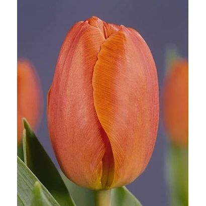 Тюльпан оранжевого цвета на фиолетовом фоне - Нортhго