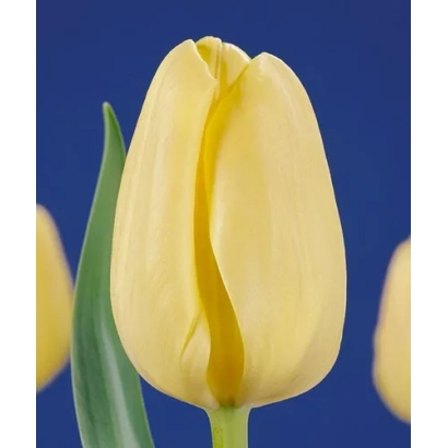 Жёлтый тюльпан на синем фоне - Нова Зэмбла