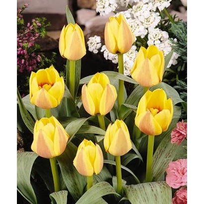 Желтые тюльпаны на фоне зелени и других цветов - Одиа