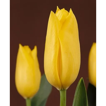 Желтые тюльпаны на темном фоне - Оhара