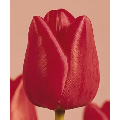 Крупный план красного тюльпана на розовом фоне - Олаф