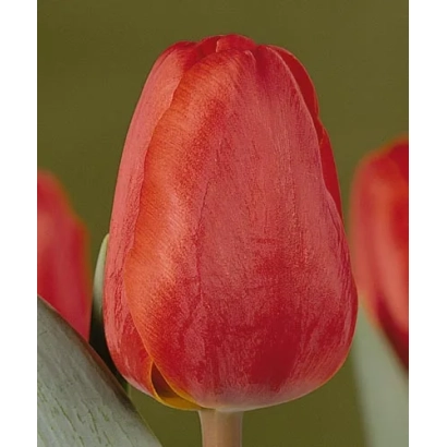 Красный тюльпан на зелёном фоне - Олаф Палмэ