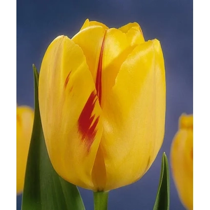Желтый тюльпан с красной полосой на лепестке на синем фоне - Ольмпиц Фламэ